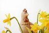 eastern daffodils 2
