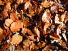 Rusty leaves