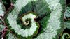 Mandelbrot Leaf