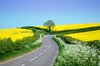 rural road with rape