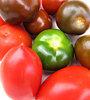 tomato varieties