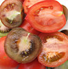 tomatoes - inside story