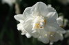 White flower