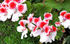 pelargonium red & white