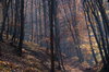 Autumn Forest
