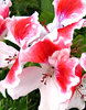 pelargonium red & white