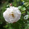 White rose