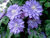 clematis