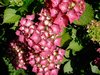 hortensia