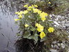 marsh marigolds