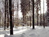 winter forest 2