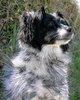 dog portrait