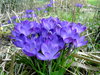 great crocuses