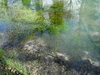 duckweed in a pond
