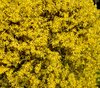 forsythia