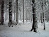 snowy forest