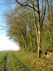 spring is coming