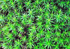 moss