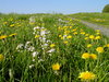 flower meadow