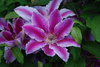 clematis dr ruppel