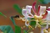 hover fly