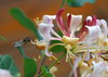 hover fly