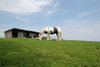 mountain horse