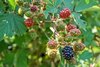 wild blackberry