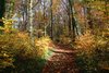 wood walk