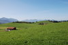 green hills