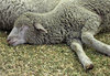 sound asleep