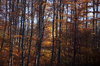 Autumn Forest