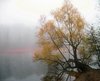 foggy willow at the lakeshore