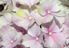 Hydrangea