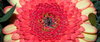Gerbera