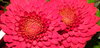 Gerbera