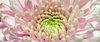 Gerbera
