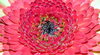 Gerbera