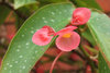 natural pink