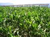 Slovenian cornfield and hayrac