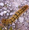 Hairy Caterpillar