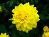 Bright Yellow Dahlia