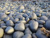 Northumbrian Beach 1