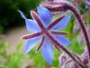 Beautiful Garden 3
