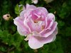 Beautiful Garden 1