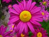 Beautiful Garden 5