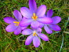 Spring Garden 2