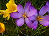 Spring Garden 4