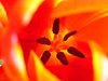 Tulips 2