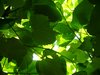 Leafscape 3